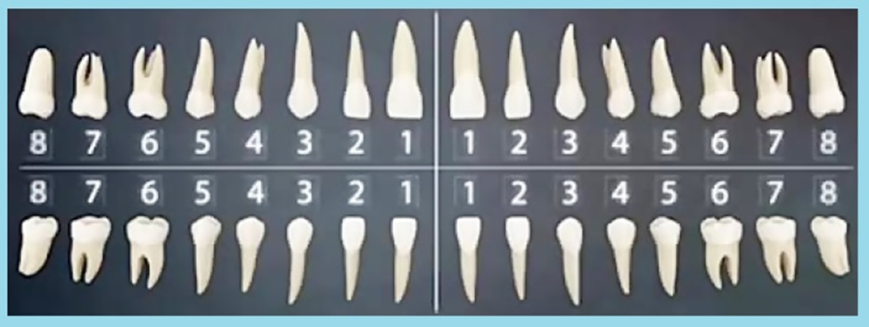 اصول شماره‌گذاری دندان‌ها