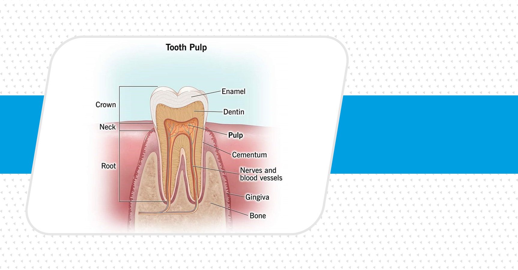 پالپ دندان چیست؟